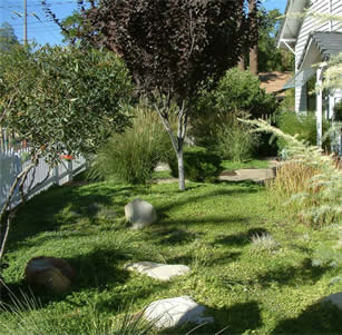 Lawn Alternatives